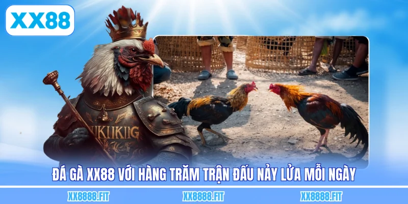 Đá gà XX88 với hàng trăm trận đấu nảy lửa mỗi ngày