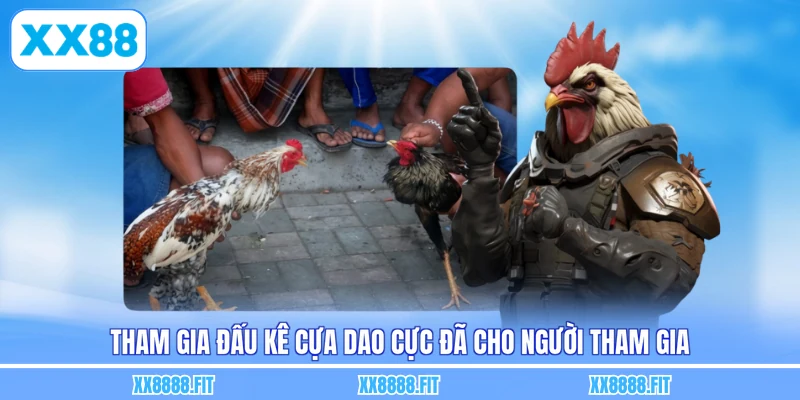 Tham gia đấu kê cựa dao cực đã cho người tham gia
